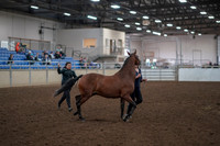 2019 Morgan Horse Show - Aug 31, 2019 - 00991