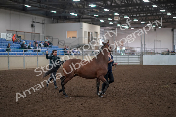2019 Morgan Horse Show - Aug 31, 2019 - 00991