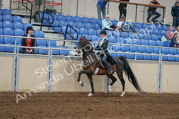 2020 - AB Morgan Horse - Sat, Sept 05 - 06292