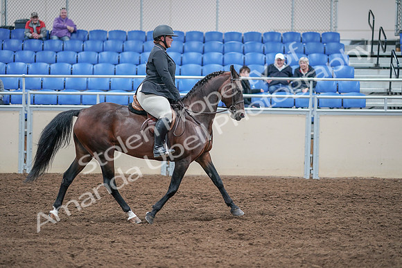 2020 - AB Morgan Horse - Sat, Sept 05 - 09358