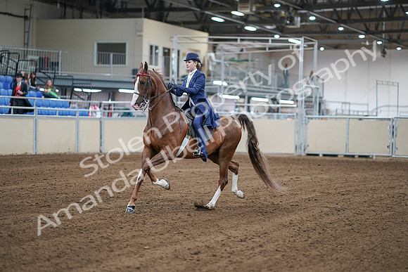 2020 - AB Morgan Horse - Sat, Sept 05 - 06069