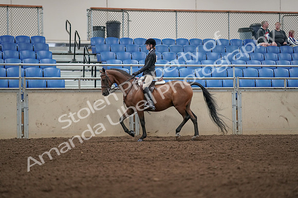 2019 Morgan Horse Show - Aug 31, 2019 - 04869