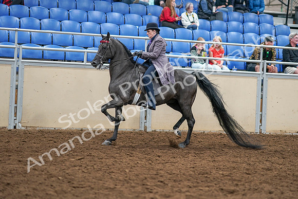 2020 - AB Morgan Horse - Sat, Sept 05 - 13754