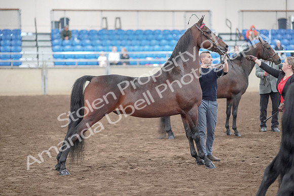 2019 Morgan Horse Show - Aug 31, 2019 - 03724