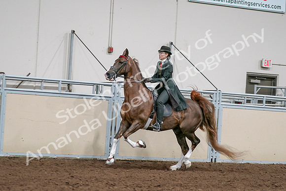 2020 - AB Morgan Horse - Sat, Sept 05 - 13037