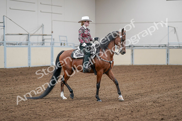 2020 - AB Morgan Horse - Fri, Sept 04 - 08496