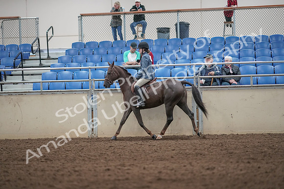 2019 Morgan Horse Show - Aug 31, 2019 - 07214