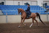 2019 Morgan Horse Show - Sept 01, 2019 - 11887