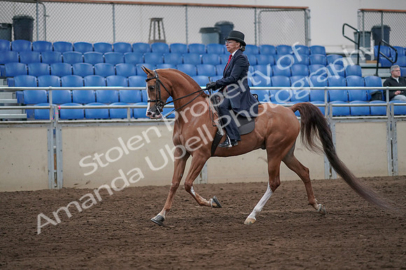 2019 Morgan Horse Show - Sept 01, 2019 - 11887