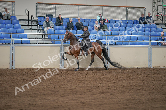 2020 - AB Morgan Horse - Fri, Sept 04 - 09631