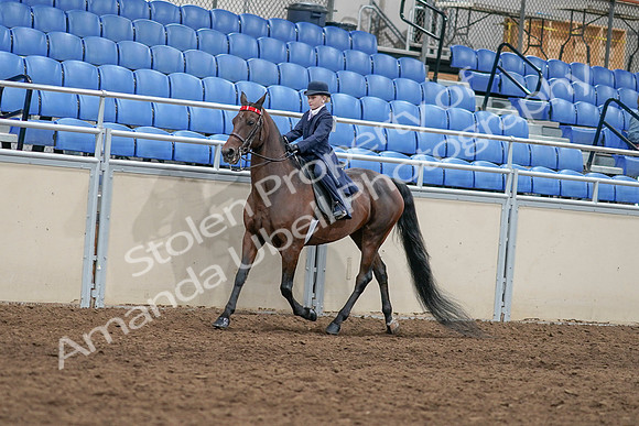 2020 - AB Morgan Horse - Sat, Sept 05 - 04763