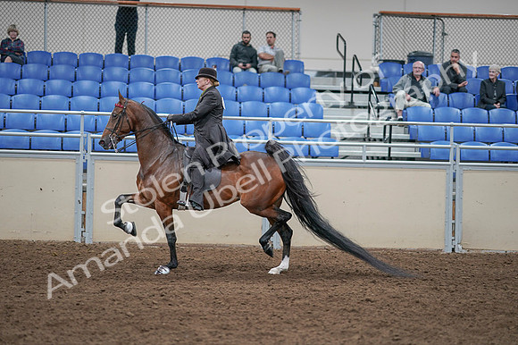 2020 - AB Morgan Horse - Fri, Sept 04 - 09555