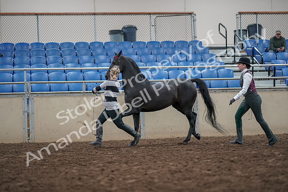 2019 Morgan Horse Show - Aug 31, 2019 - 03611