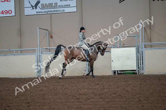 2019 Morgan Horse Show - Aug 30, 2019 - 17513