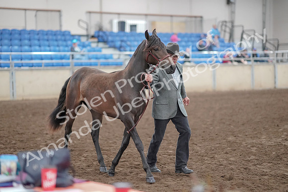 2019 Morgan Horse Show - Aug 31, 2019 - 02861