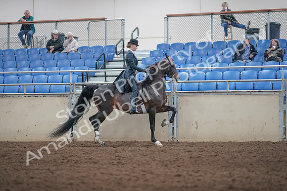 2019 Morgan Horse Show - Aug 31, 2019 - 08923