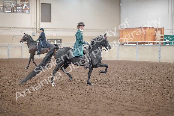 2019 Morgan Horse Show - Aug 30, 2019 - 15631