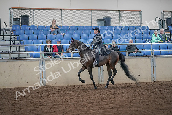 2019 Morgan Horse Show - Aug 30, 2019 - 15614