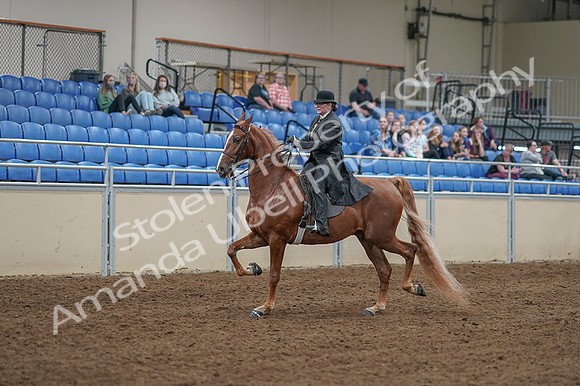 2020 - AB Morgan Horse - Fri, Sept 04 - 11244