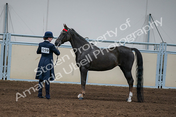 2020 - AB Morgan Horse - Fri, Sept 04 - 00704