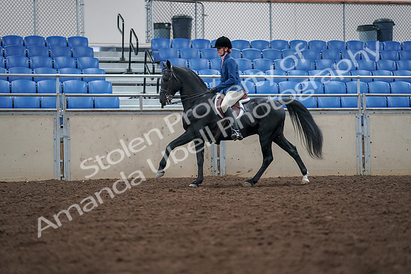 2019 Morgan Horse Show - Aug 30, 2019 - 18453