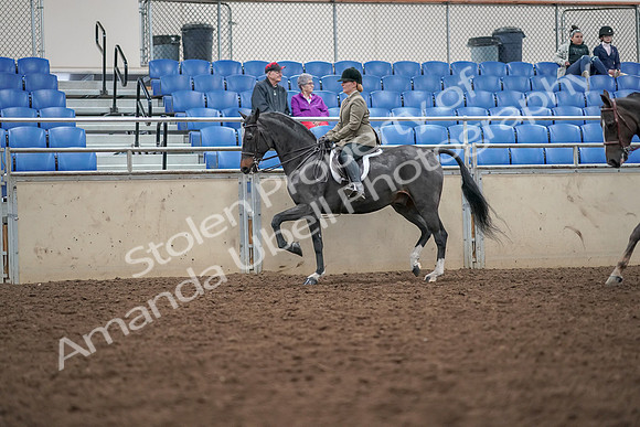 2019 Morgan Horse Show - Aug 30, 2019 - 20056