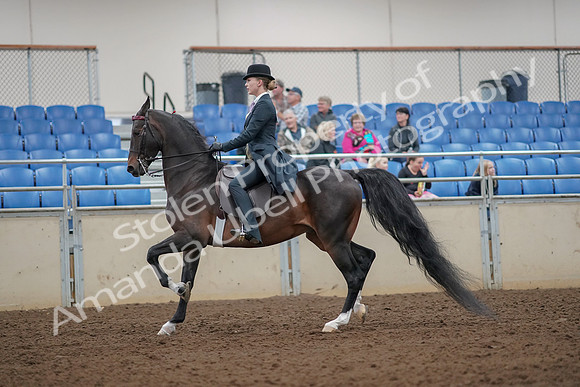 2019 Morgan Horse Show - Aug 30, 2019 - 25013