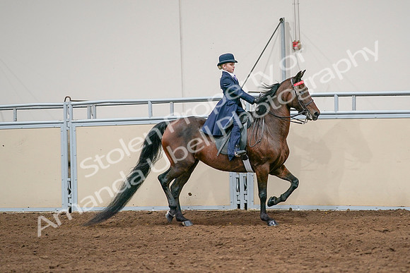 2020 - AB Morgan Horse - Sat, Sept 05 - 04855