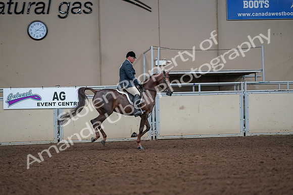 2019 Morgan Horse Show - Aug 30, 2019 - 17544