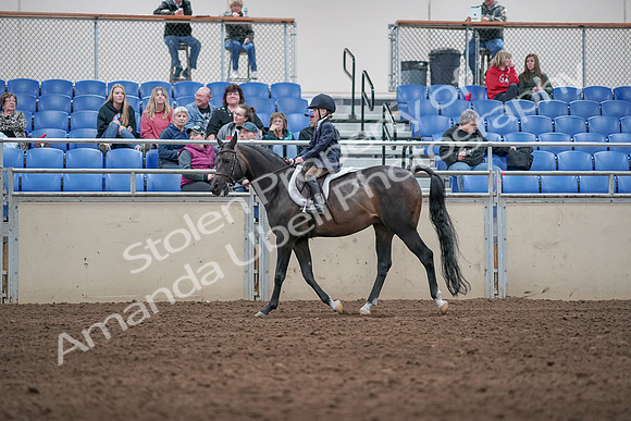 2019 Morgan Horse Show - Aug 31, 2019 - 19514