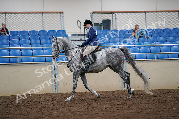 2019 Morgan Horse Show - Aug 30, 2019 - 16301