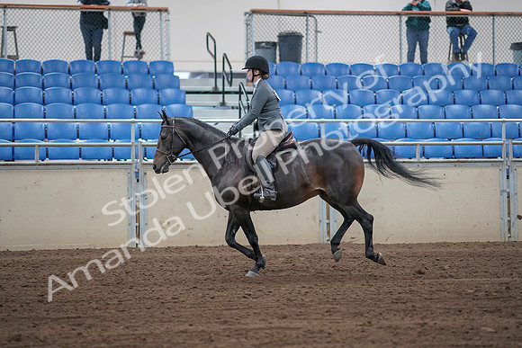 2019 Morgan Horse Show - Sept 01, 2019 - 10999_1