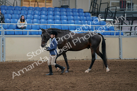 2020 - AB Morgan Horse - Fri, Sept 04 - 00925