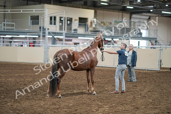 2020 - AB Morgan Horse - Sat, Sept 05 - 00267