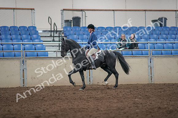 2019 Morgan Horse Show - Aug 31, 2019 - 07221