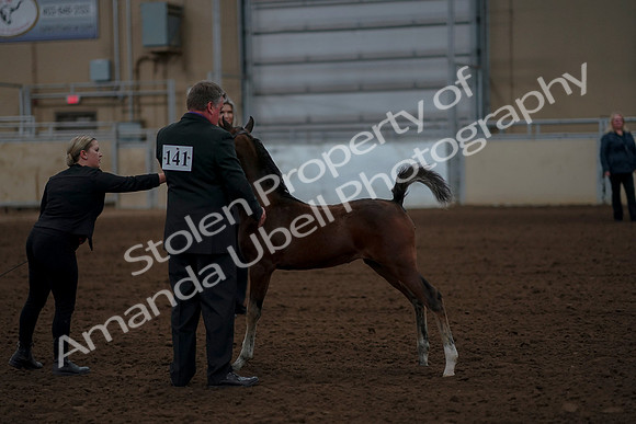 2019 Morgan Horse Show - Aug 30, 2019 - 24747