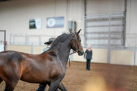 2020 - AB Morgan Horse - Fri, Sept 04 - 08579