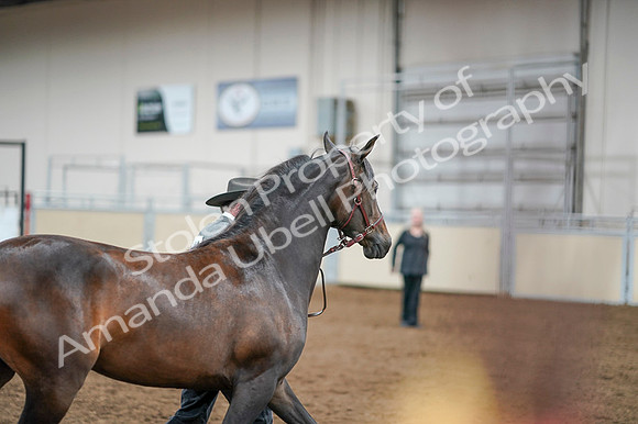 2020 - AB Morgan Horse - Fri, Sept 04 - 08579
