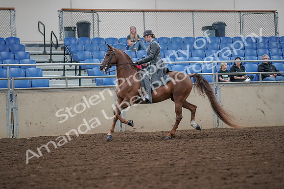 2019 Morgan Horse Show - Aug 30, 2019 - 15460