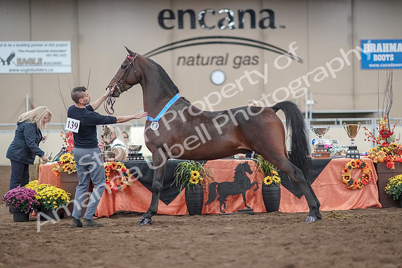 2019 Morgan Horse Show - Aug 31, 2019 - 01411