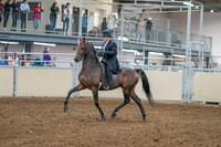 2020 - AB Morgan Horse - Sat, Sept 05 - 07893