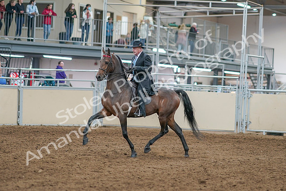 2020 - AB Morgan Horse - Sat, Sept 05 - 07893