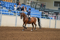 2020 - AB Morgan Horse - Fri, Sept 04 - 04467
