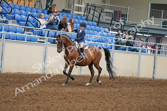 2020 - AB Morgan Horse - Fri, Sept 04 - 04467