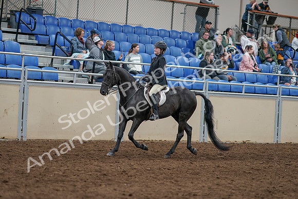 2020 - AB Morgan Horse - Sun, Sept 06 - 07769