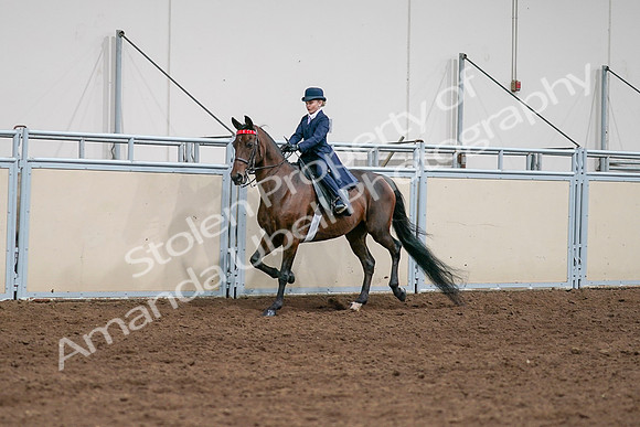 2020 - AB Morgan Horse - Sat, Sept 05 - 04909
