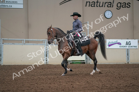 2019 Morgan Horse Show - Aug 31, 2019 - 06268