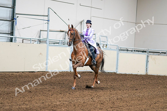 2020 - AB Morgan Horse - Fri, Sept 04 - 04990