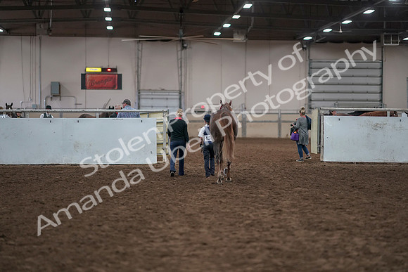 2019 Morgan Horse Show - Aug 31, 2019 - 02834