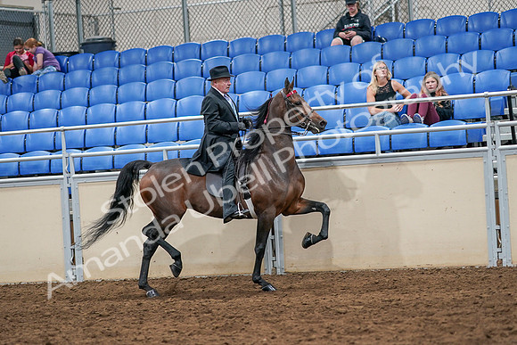 2020 - AB Morgan Horse - Sat, Sept 05 - 08152